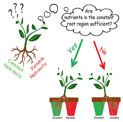 Rational plants