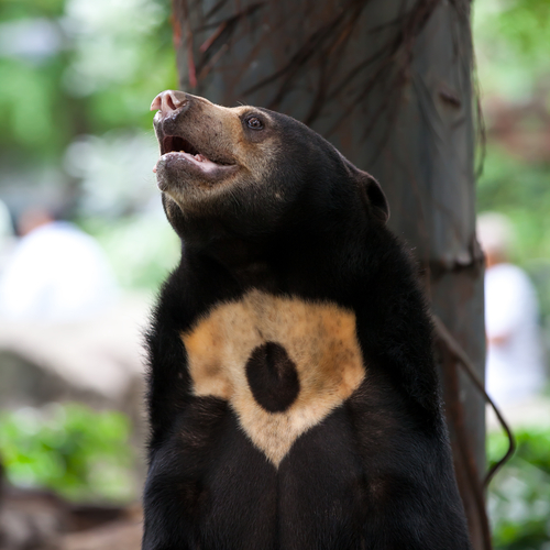 Asian Sun Bear via Shutterstock.com