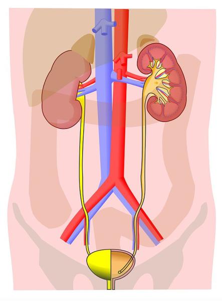 Human urinary tract